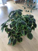 Pilea mollis Stecklinge (1.0)