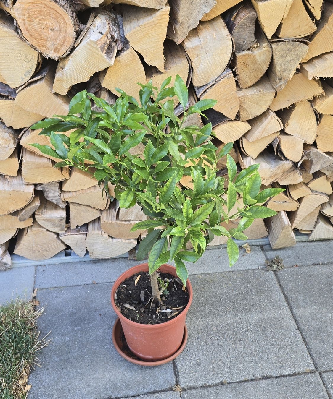 Pflanzen & Samen: Kumquat Stämmchen – Gebraucht aus Aarburg von popkorn65