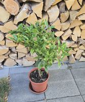 Kumquat Stämmchen