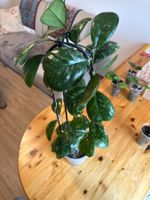 Wachsblume Hoya Deykeae Topfpflanze, Rarität