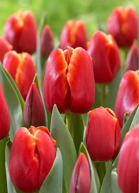 Piante & sementi: Tulpenzwiebeln Verandi – Nuovo e nell'imballaggio originale da Spiez venduto da hp1_rz2q