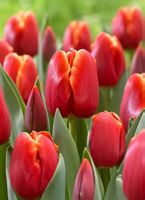 Tulpenzwiebeln Verandi