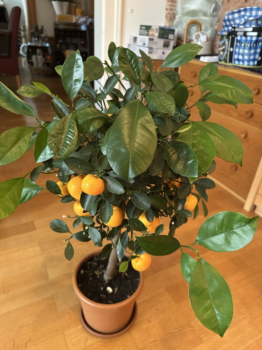 Pflanzen & Samen: Citrus Mandarinenbäumchen 85 cm – Gebraucht aus Bern von womiman 3