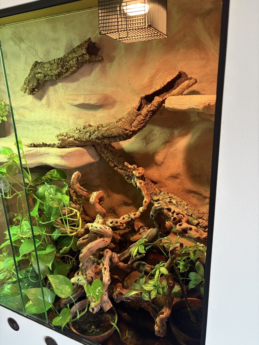 Terrario: Terrarium – Usato da Latterbach venduto da Bbutz98 2