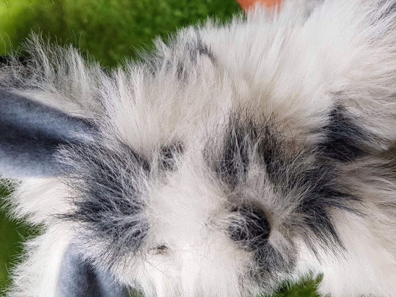 Bambole: FLUPPETS: Handpuppe Hase / NEU – Nuovo e nell'imballaggio originale da Dürrenäsch venduto da Didaedi 4