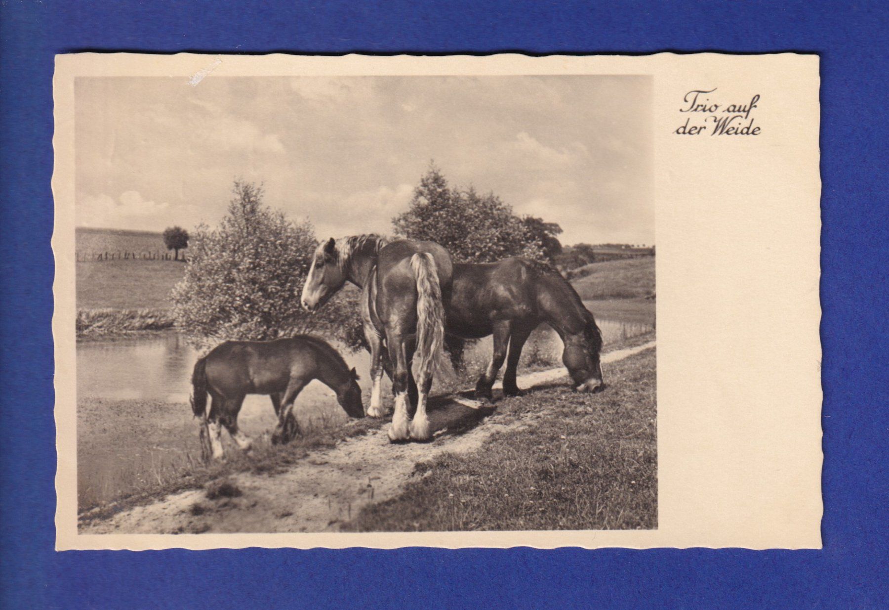 Ansichtskarten: CHEVAL – Gebraucht aus Pully von nicecards-shop