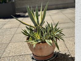 Agave inkl. Tontopf und Untersetzer sucht neuen Besitzer