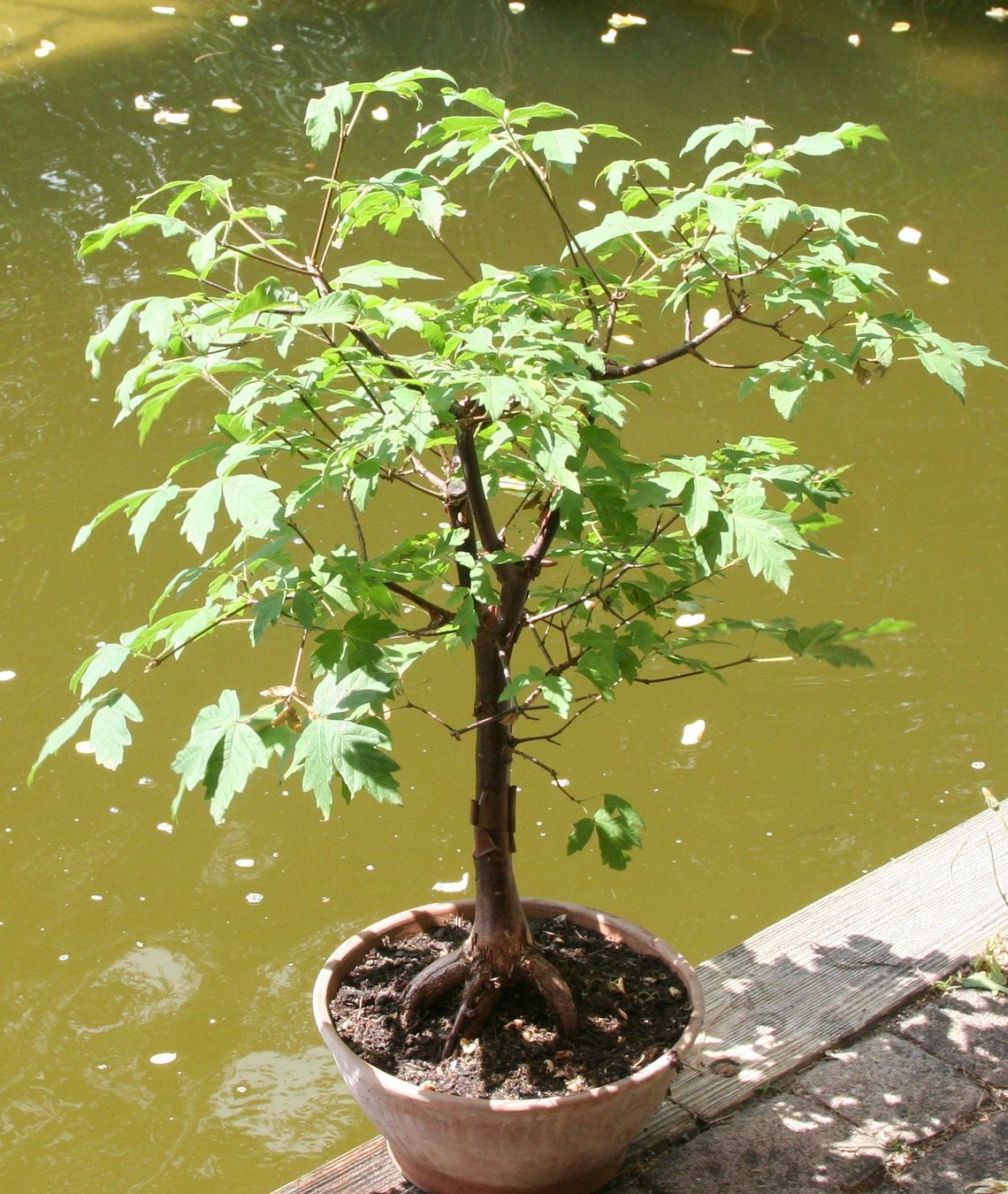 Piante & sementi: BONSAI  -  Zimt-Ahorn – Usato da Gretzenbach venduto da Sikim 3