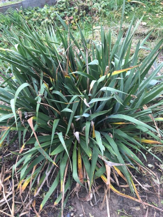 Yucca filamentosa Gartenpflanze Kaufen auf Ricardo