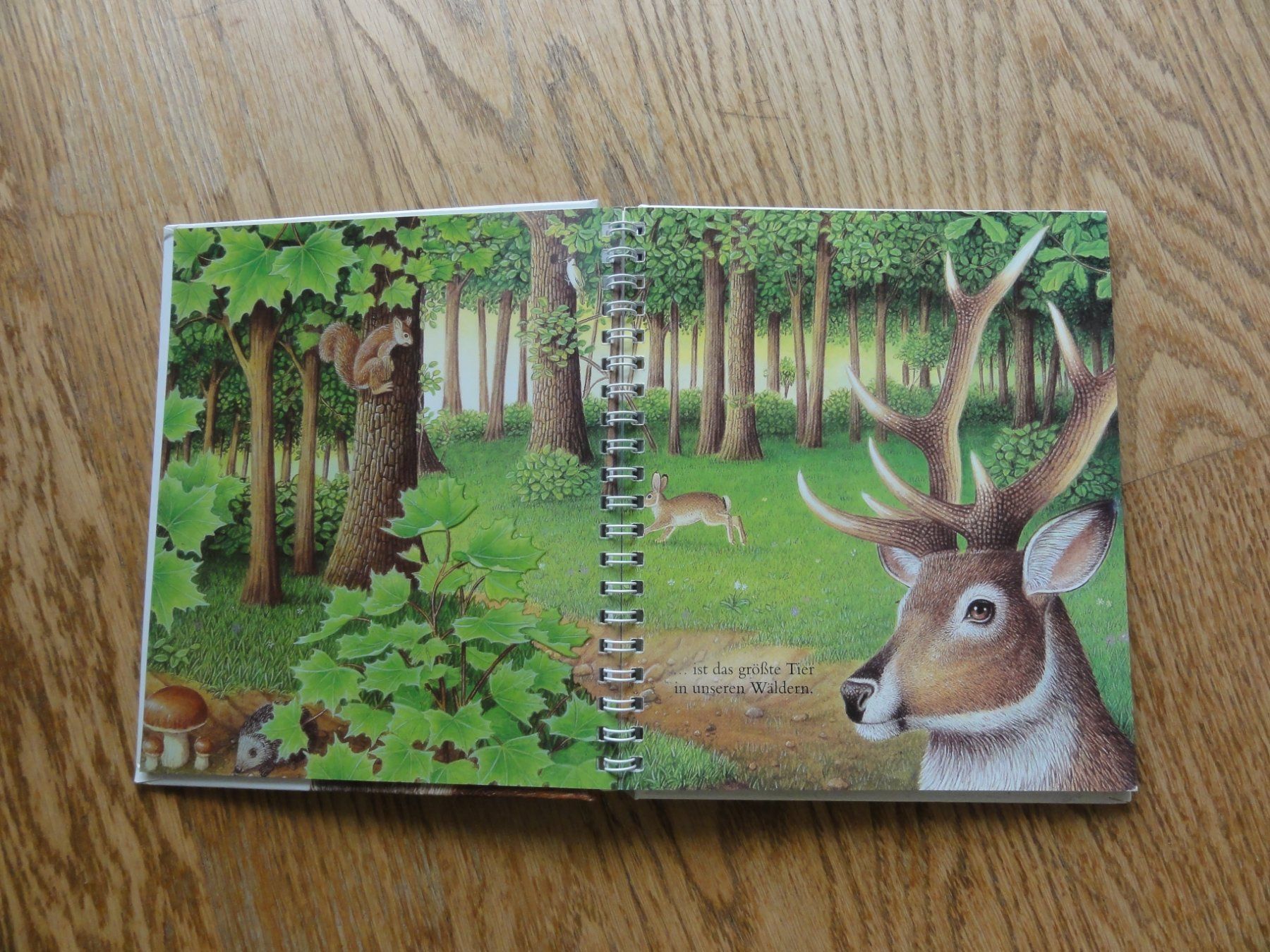 Libri: Der Hirsch – Usato da Riedholz venduto da Taweva 2