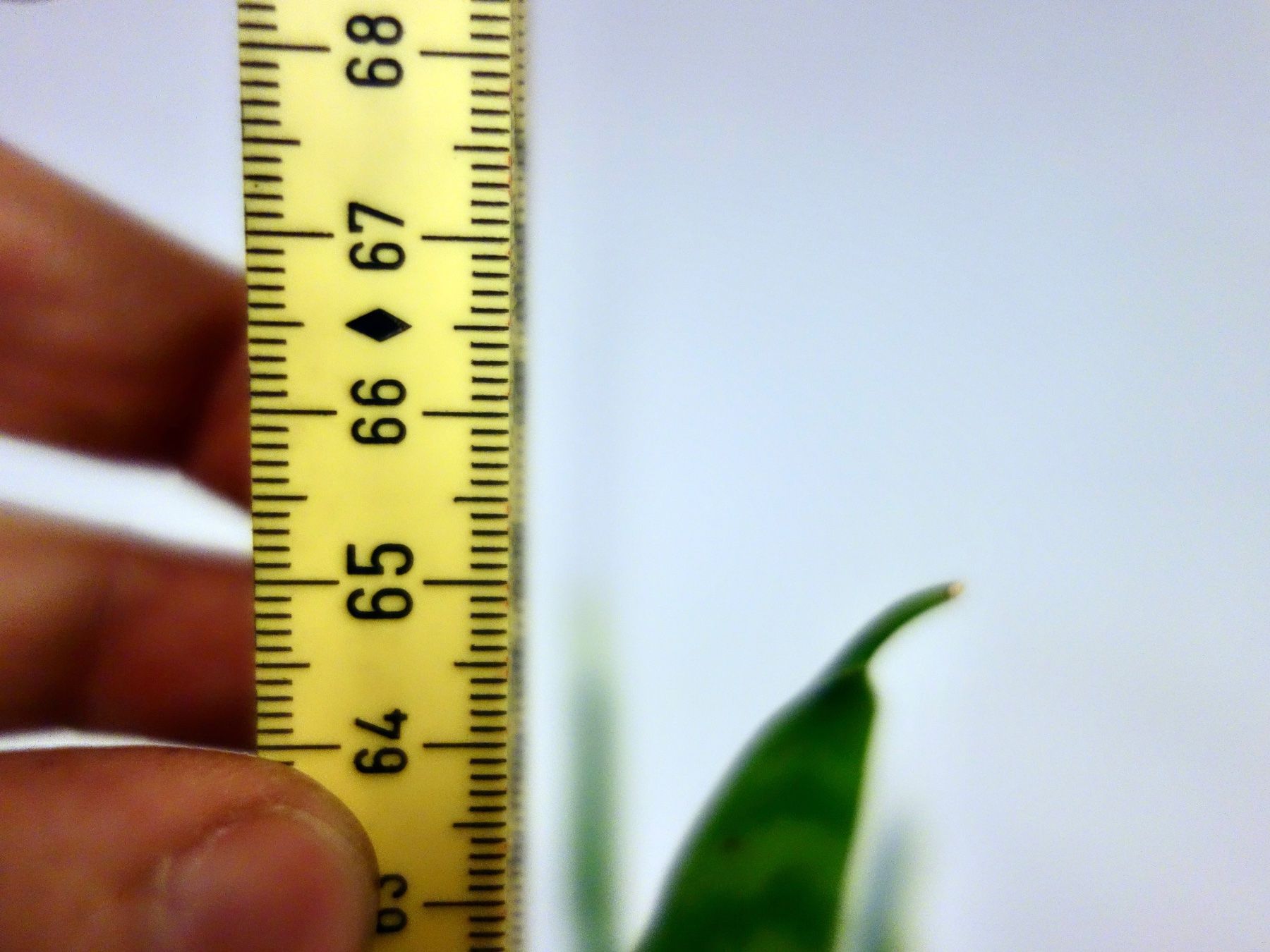 Piante & sementi: Bogenhanf Sansevieria Trifasciata – Nuovo (secondo la descrizione) da Kerzers venduto da zimmergruener 9