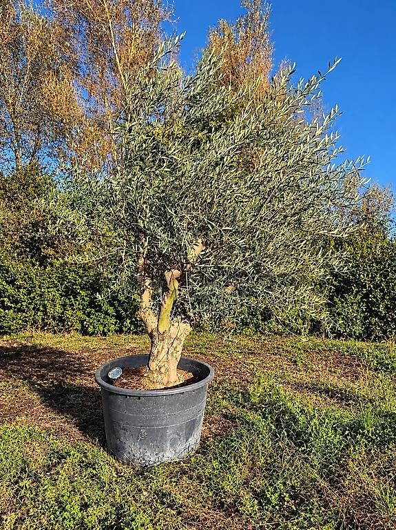 Piante & sementi: Olivenbaum Nr. 1 "Winterhart" – Nuovo e nell'imballaggio originale da Zuckenriet venduto da Thur_Plant