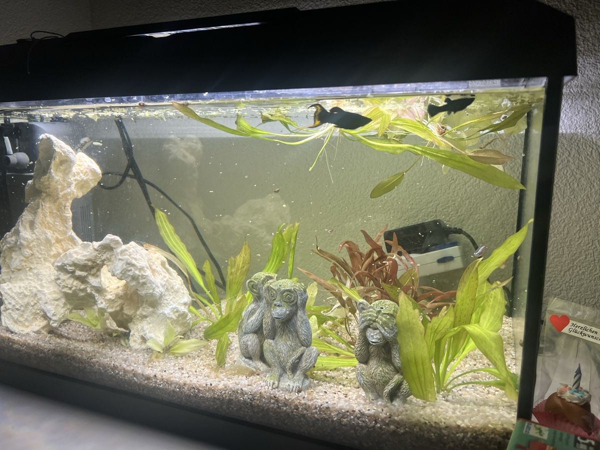 Acquari: Aquarium inkl Pumpe Inhalt – Usato da Ittigen venduto da ABalli 1