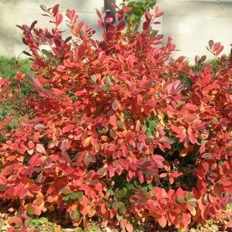 Plantes & graines: Aronie noire 'Viking' comestible  2x – Neuf avec emballage d'origine à Bremblens par FIBONACCI369 2