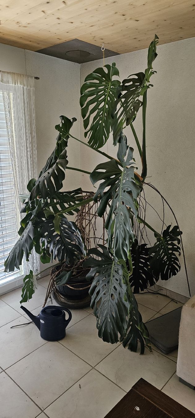 Grosses Monstera Fensterblatt, Zimmerpflanze, sehr gross (Gebraucht) in  Seengen fr CHF 120  nur Abholung auf Ricardo kaufen