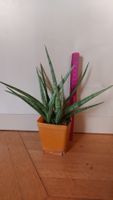 Sanseveria cylindrica / Bogenhanf