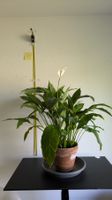 Einblatt Spathiphyllum mit Terrakottatopf