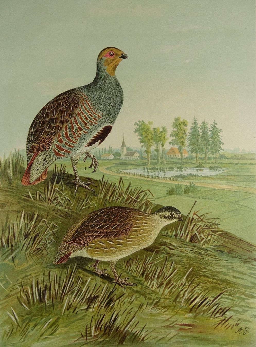 Grafica & Litografie: REPHUHN, CHROMOLITHOGRAPHIE UM 1900 – Usato da Grüningen venduto da Kartensammler 2