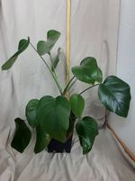 Monstera Deliciosa grösse 70cm, Ableger ca.1 Jahr alt