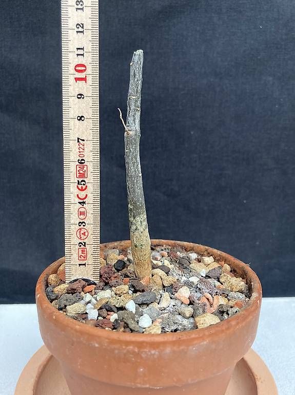 Piante & sementi: Adenia olaboensis – Usato da Liestal venduto da PrebenZwei 1