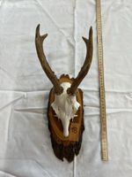 Gehörn eines Rehbocks (Jagdtrophäe) Reh Geweih