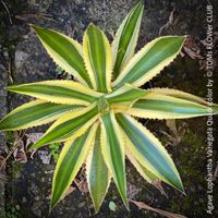 Agave Lophantha Variegata Quadricolor - top robust