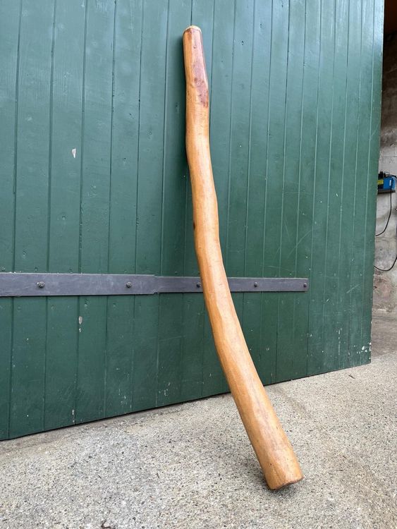 Eukalyptus DIDGERIDOO Kaufen auf Ricardo