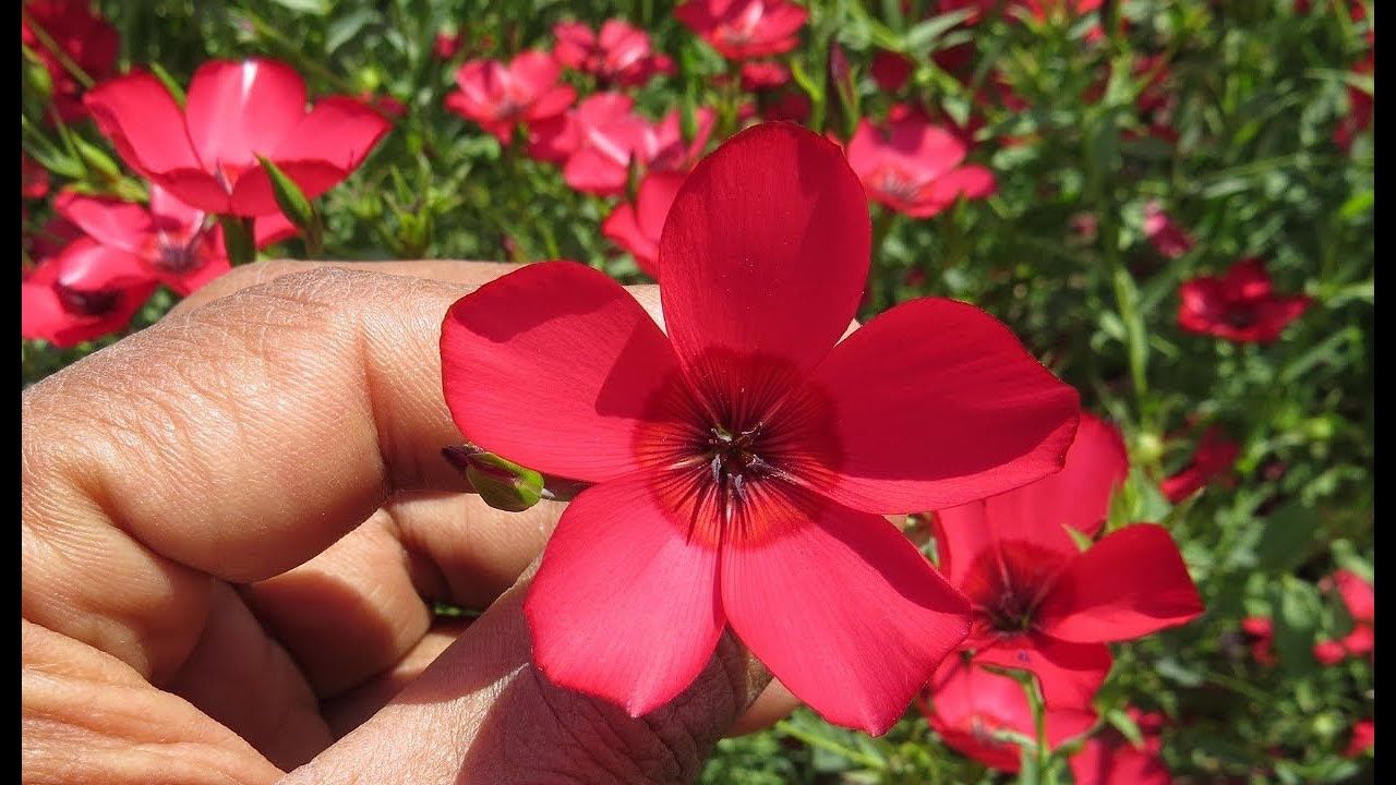 Piante & sementi: 200 Lein Samen LINUM RUBRUM – Nuovo (secondo la descrizione) da Ehrendingen venduto da VerveinaSamen 7