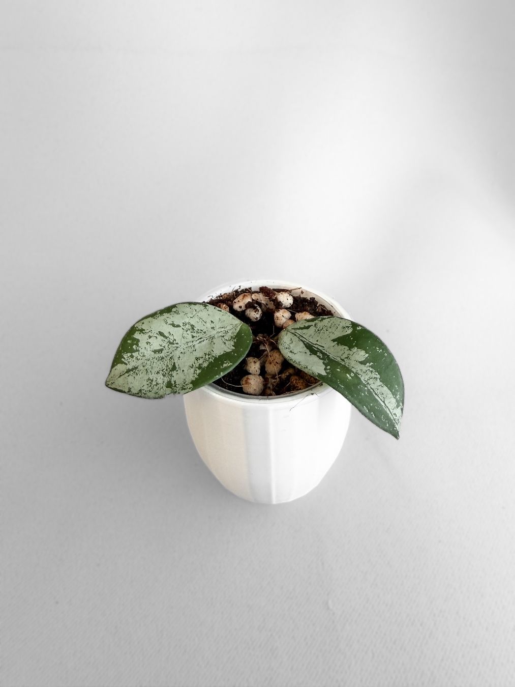 Pflanzen & Samen: Hoya Mathilde Splash – Neu (gemäss Beschreibung) aus Seuzach von animaplants 1