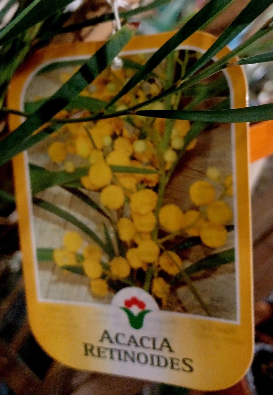 Pflanzen & Samen: ACACIA RETINOIDES 150 cm oder seltene immer blühende Mimosa – Neu und originalverpackt aus Rovio von POSITIFFARTandPLANTS 7