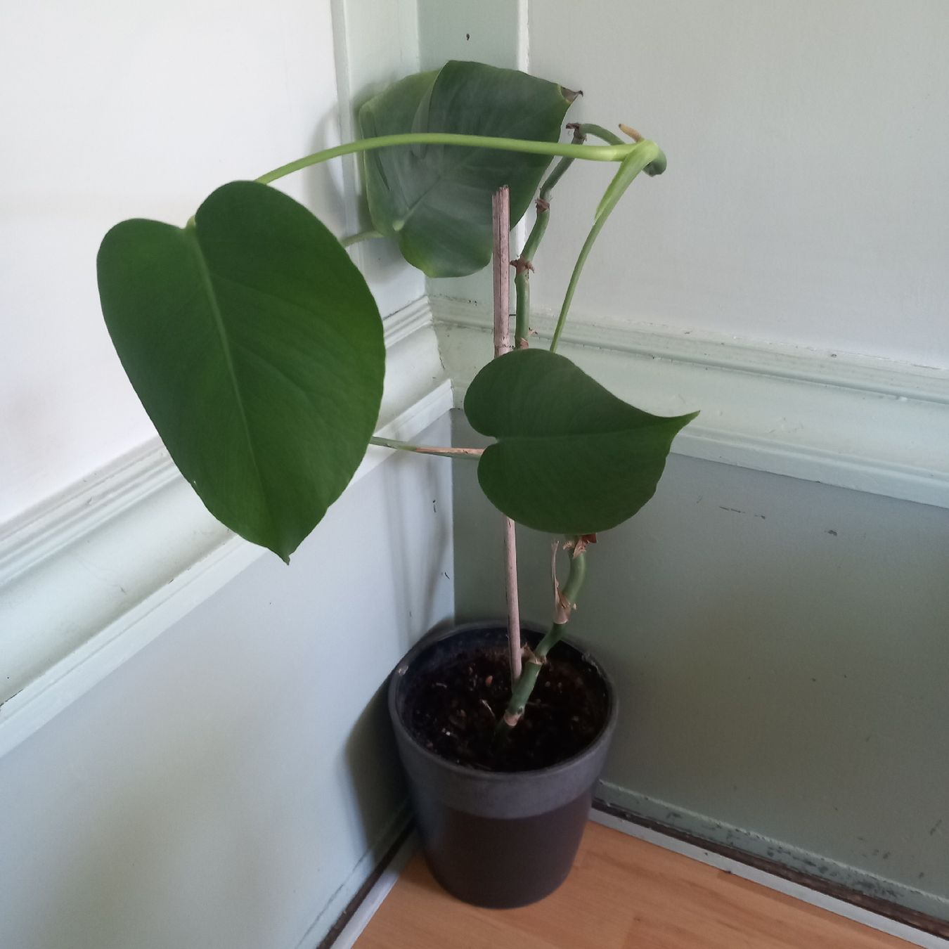 Piante & sementi: Monstera Zimmerpflanze mit Topf  – Usato da Ebnat-Kappel venduto da blazzi 2