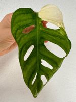 Monstera Adansonii Variegata – Node Cutting 🤍🌿