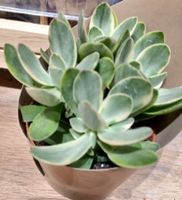 Sukkulente 15 cm + Infos wie keimen & pflegen Succulent