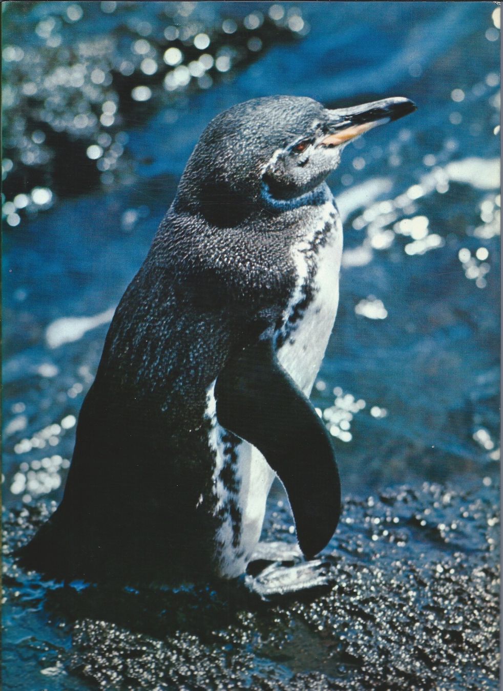 Libri: Zoo Galapagos – Usato da Riehen venduto da BMCLASSICS
