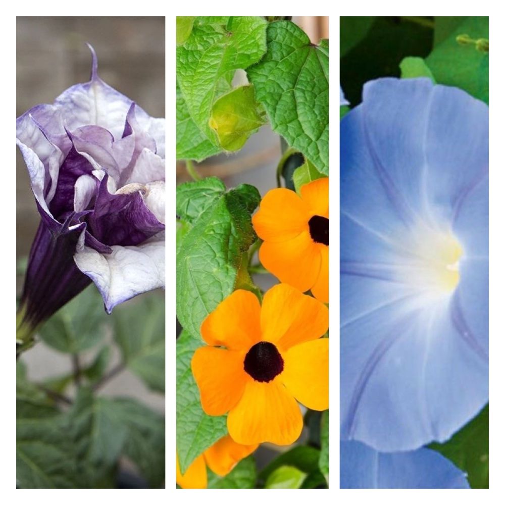 Piante & sementi: Bunte Sommerblumen 8 verschiedene Sorten – Usato da seon venduto da Agnom