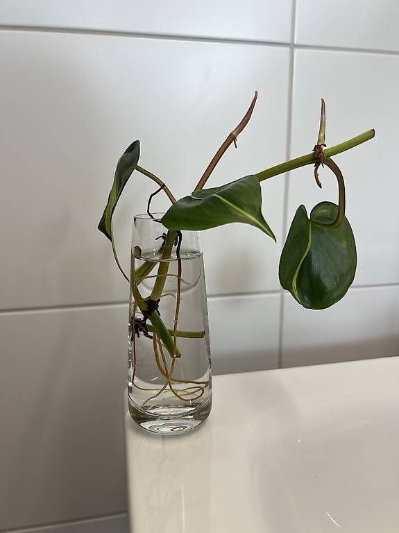Piante & sementi: Philodendron scandens Brasil - Stecklinge – Usato da Sargans venduto da -VS- 1