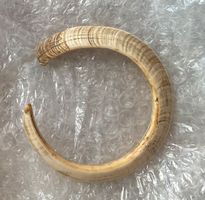 Grosser Vanuatu Zahn Knochen Kuriosität