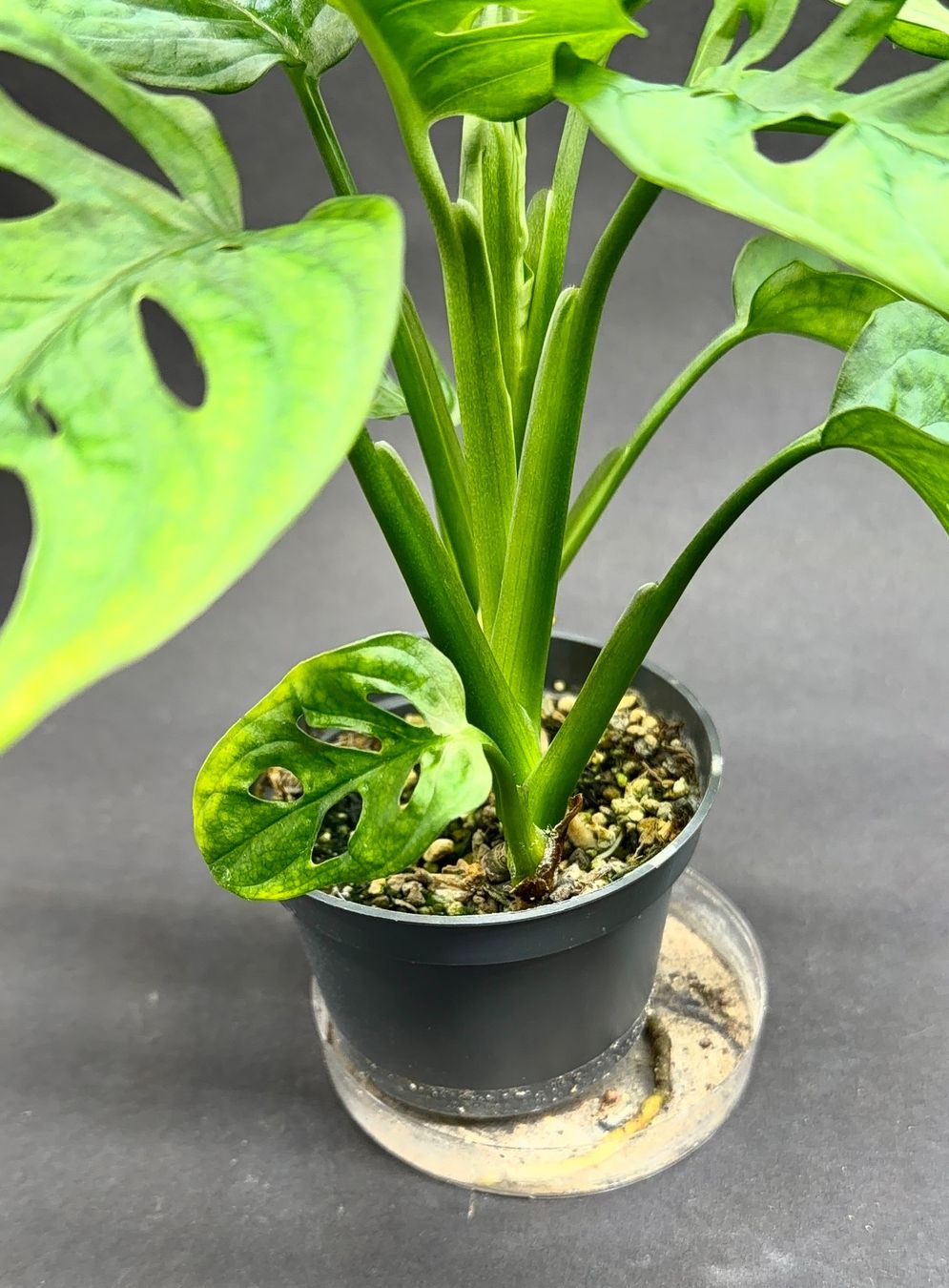 Piante & sementi: 🌿 Monstera adansonii #2 – Usato da Zürich venduto da jpquast 2