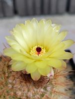 Kakteen, Pflanze, Notocactus schlosserii, Blüte gelb