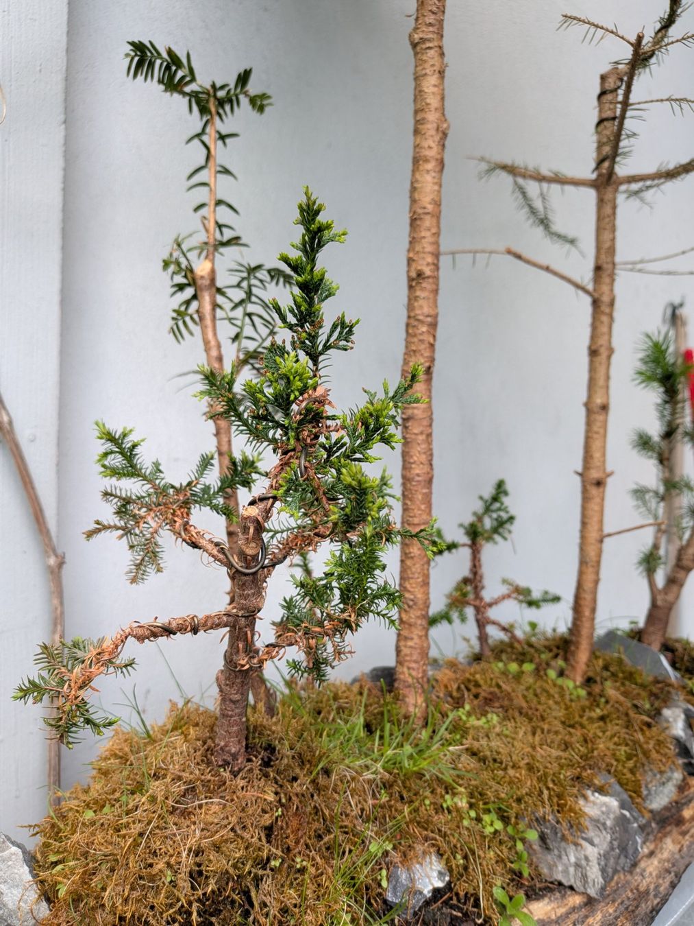 Piante & sementi: Bonsai-Wald – Usato da Bern venduto da Hydrom 1