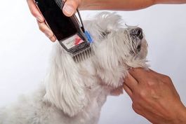 Moser Tierhaarschneidemaschine Hund, Katze