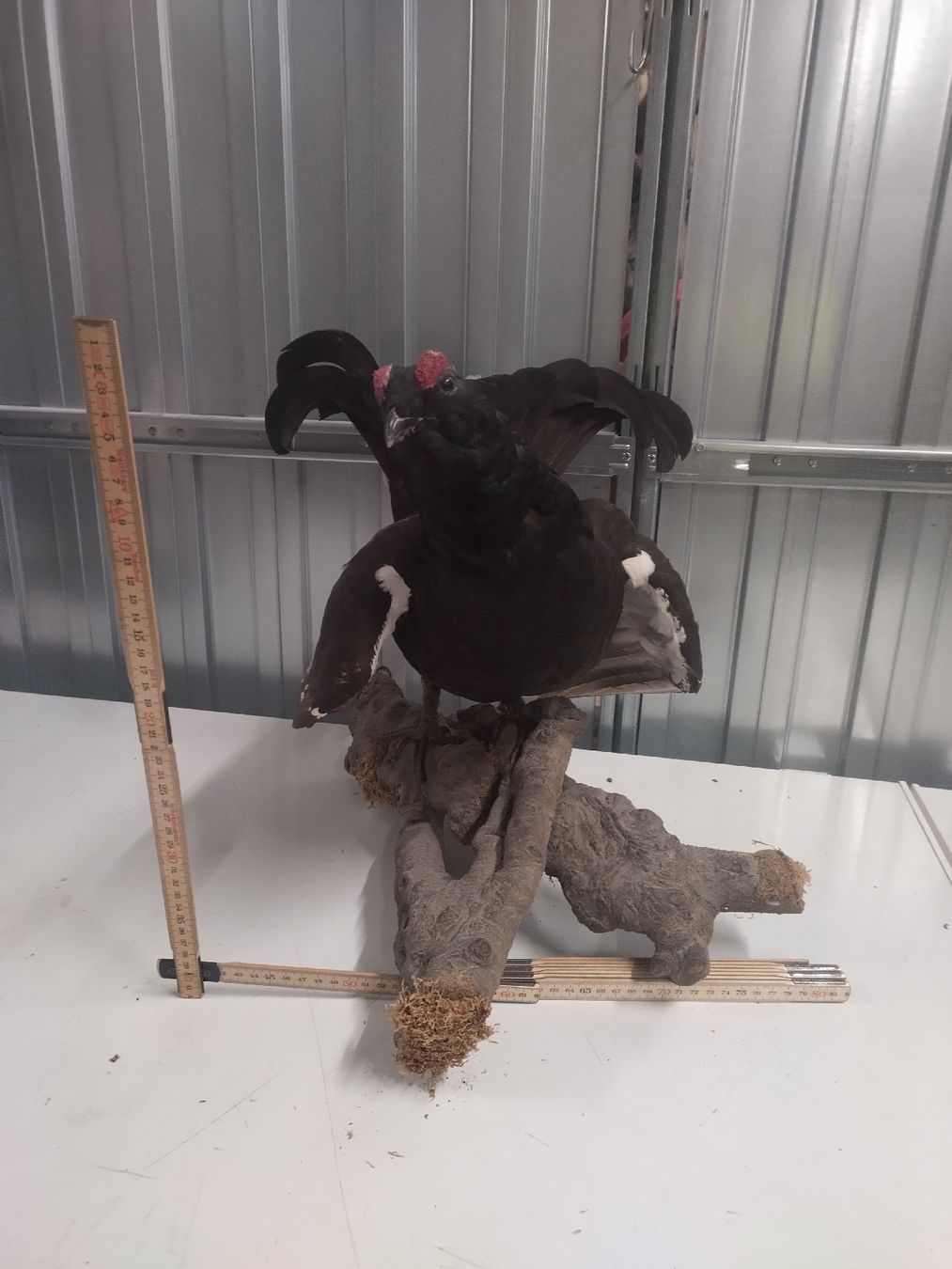 Il mondo degli animali: Präparierter Birkhahn, Jagdtrophäe, Tierpräparation – Usato da Wettingen venduto da Bwalti 1