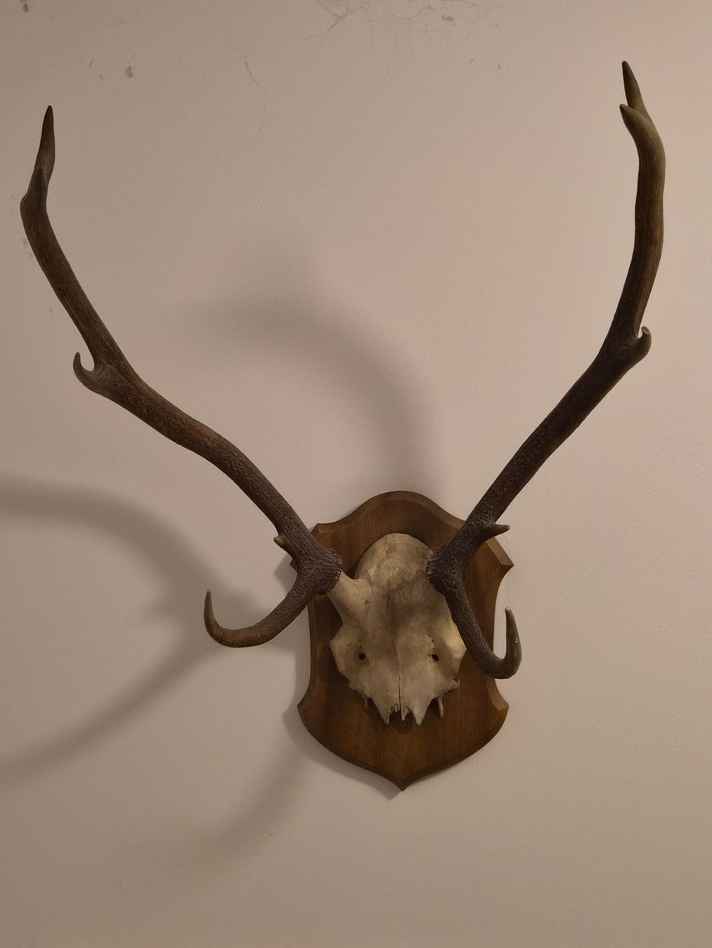 Autres collections & raretés: Hirschgeweih Trophäe auf Holzschild – D'occasion à Zürich par Pazzenreich