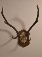 Hirschgeweih Trophäe auf Holzschild