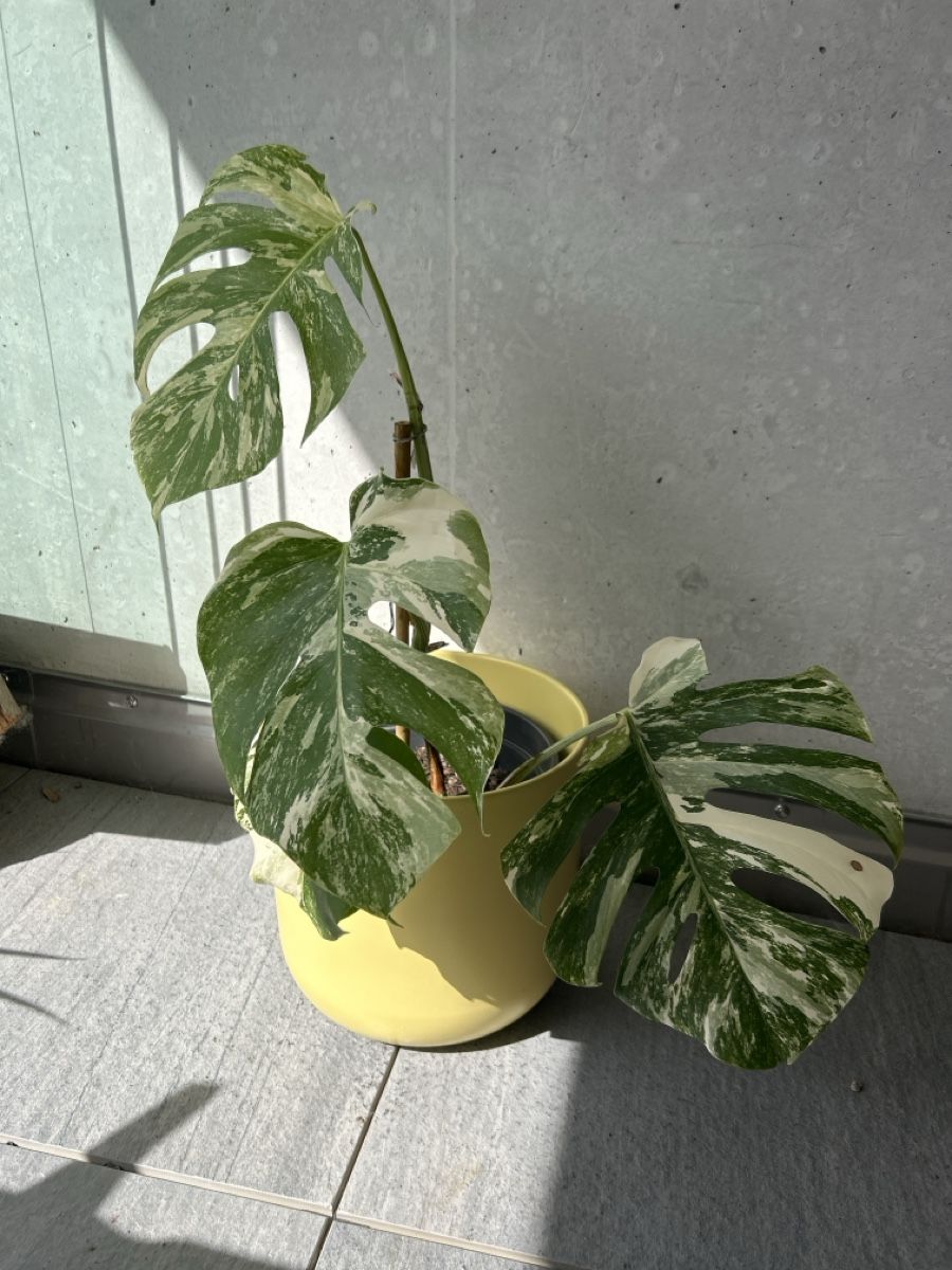 Plantes & graines: Monstera Deliciosa Variegata – D'occasion à Hausen AG par obi92 1