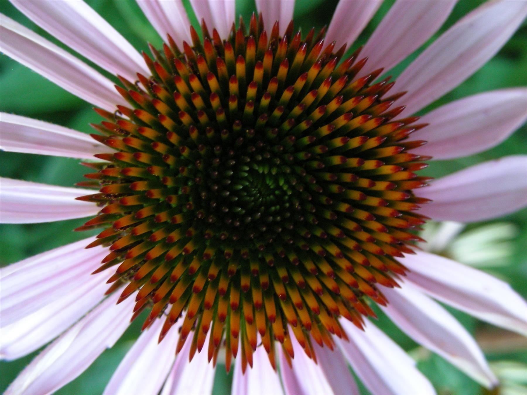 Piante & sementi: Echinacea purpurea (Roter Sonnenhut) – Usato da Winterthur venduto da Aniger 2