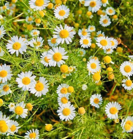Pflanzen & Samen: Heilpflanze ”Kamille” 50 Samen – Neu und originalverpackt aus Rovio von POSITIFFARTandPLANTS 1
