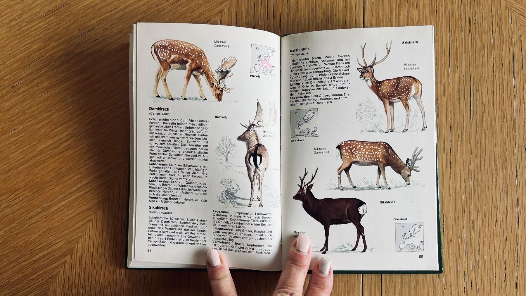 Libri: Säugetiere Erkennen und Bestimmen - Dein Tierlexikon!1982 – Usato da Schübelbach venduto da Dolly990_2 7