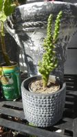 kleiner Kaktus im Blumentopf