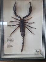 Selten.Sehr grosser gerahmter Skorpion, Sammlerstück.